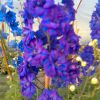 Delphinium Misty Mauves